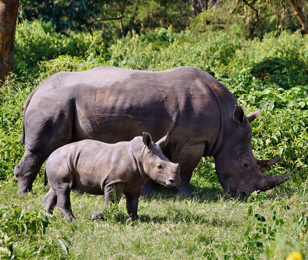 A rhinoceros and its calf walk on grassy terrain, surrounded by lush green vegetation and trees in a natural setting.